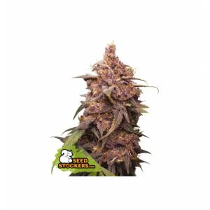 Seedstockers - Purple Punch - 5 fem