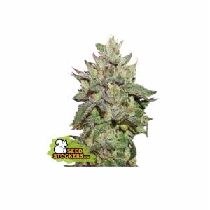 Seedstockers - Wedding Cake - 5 fem