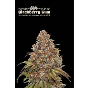 Seedstockers - Superior Auto Blackberry Gum - 100 auto