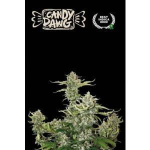 Seedstockers - Superior Auto Candy Dawg - 5 auto