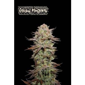 Seedstockers - Superior Auto Sticky Fingers - 3 auto