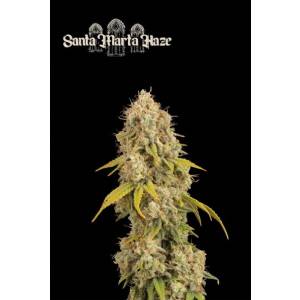 Seedstockers - Superior Santa Marta Haze - 5 fem