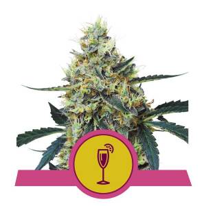 Royal Queen Seeds - Mimosa - 5 fem