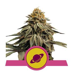 Royal Queen Seeds - Royal Skywalker - 5 fem