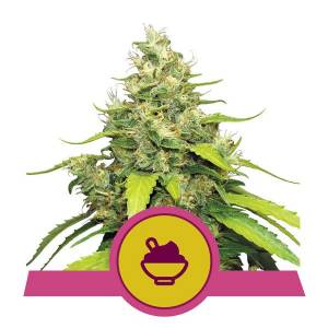 Royal Queen Seeds - Blue Gelato - 5 fem