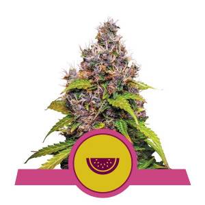 Royal Queen Seeds - Watermelon - 5 fem