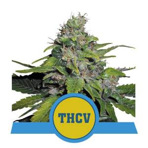 Royal Queen Seeds - Royal THCV - 3 fem