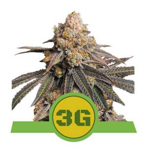 Royal Queen Seeds - Auto Triple G - 5 auto