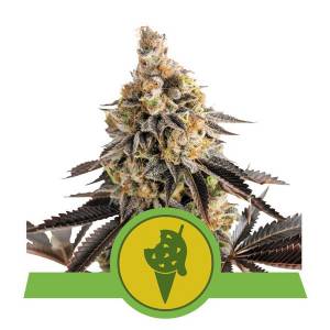 Royal Queen Seeds - Auto Cookies Gelato - 5 auto