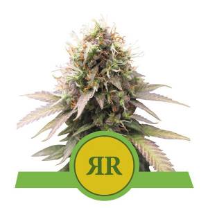 Royal Queen Seeds - Auto Royal Runtz - 5 auto