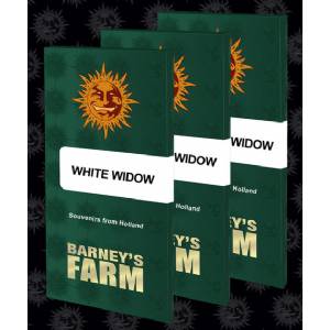Barney s Farm - White Widow XXL - 10 fem