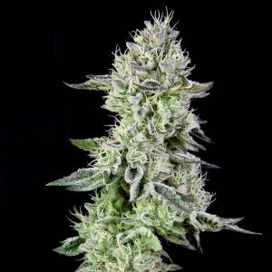 The Grateful Seeds - Barbara s Pie - 5 fem