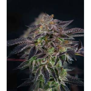 The Grateful Seeds - Savage Mint - 5 fem