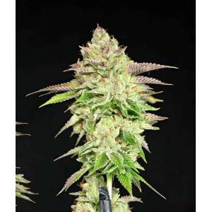 The Grateful Seeds - Melon Madness - 5 fem
