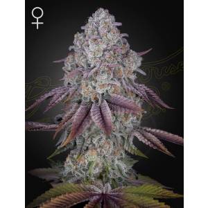 Green House - Persian Pie - 5 Fem