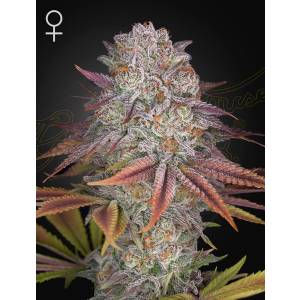 Green House - Pulp Friction - 10 Fem