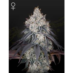 Green House - Lemon Orange - 3 Fem