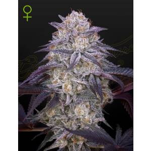 Green House - King’s Juice - 5 auto