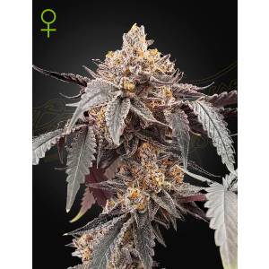 Green House - Guava x Gelato 41 - 5 auto