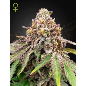 Green House - Blue Haze x Gelato 41 - 5 auto