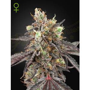 Green House - Gelato 41 x Gelato 41 - 10 auto