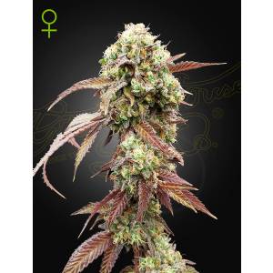Green House - West Coast OG x Gelato 41 - 5 auto