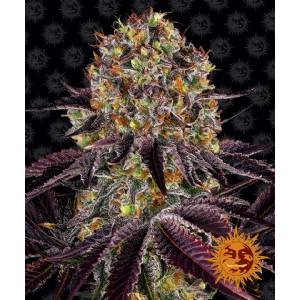Barney s Farm - Runtz x Layer Cake - 5 fem