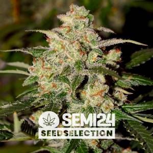 Semi24 Seedselection - Auto Cookies - 5+2 Auto