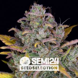 Semi24 Seedselection - Auto Gelato - 5+2 Auto