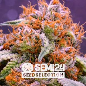 Semi24 Seedselection - Grand Daddy Purple - 3+1 Fem