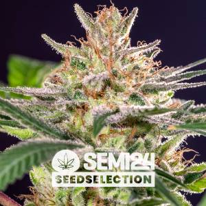 Semi24 Seedselection - Forum Cookies x Cheese - 5+2 Fem