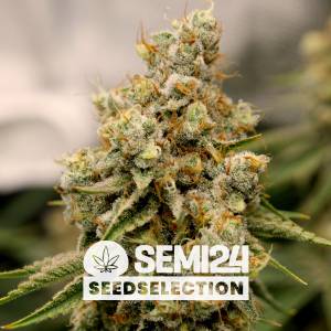 Semi24 Seedselection - Strawberry Amnesia - 10+4 Fem