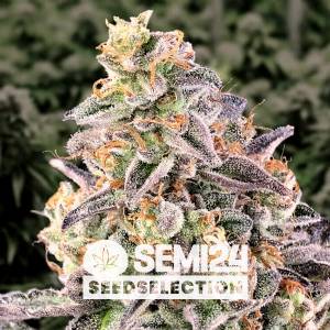 Semi24 Seedselection - Auto Pineapple Kush - 10+4 Auto