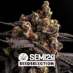 Semi24 Seedselection - Alien Cookies - 1 Fem