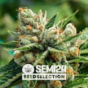 Semi24 Seedselection - Auto Pineapple Kush - 1 auto
