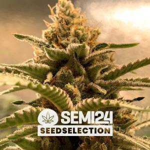 Semi24 Seedselection - Banana x Gorilla - 1 Fem