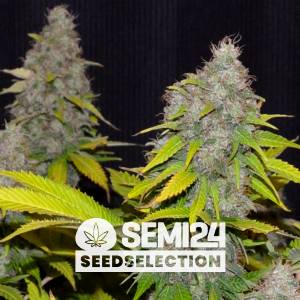 Semi24 Seedselection - Strawberry Amnesia - 1 fem