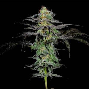 The Grateful Seeds - CALYPSO FRUIT - 10 fem