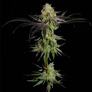 The Grateful Seeds - THA GeLEE - 5 fem
