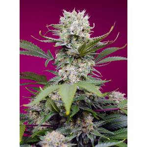 Sweet Seeds - Sweet Mandarine Zkittlez  XL - 5+2 auto