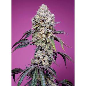 Sweet Seeds - Sweet Mandarine Zkittlez  F1 Fast Version - 3+1 fem