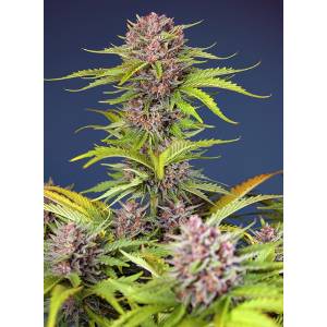 Sweet Seeds - Mimosa Bruce Banner XL - 5+2 auto
