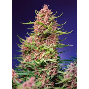 Sweet Seeds - Strawberry Cola Sherbet F1 Fast Version- 3+1 fem