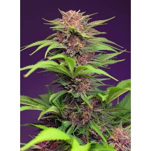 Sweet Seeds - Red Mimosa XL - 5+2 auto