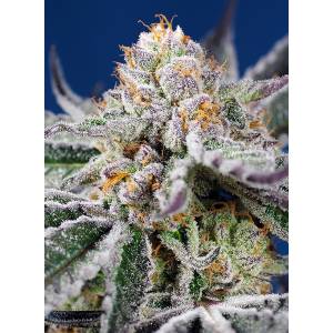 Sweet Seeds - Orange Apricot Glue XL - 5+2 auto
