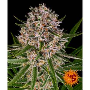 Barney s Farm - Auto Lemon Haze - 5 auto