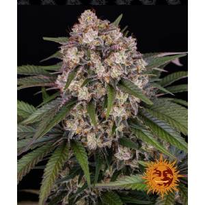 Barney s Farm - Auto OG Kush - 1 auto