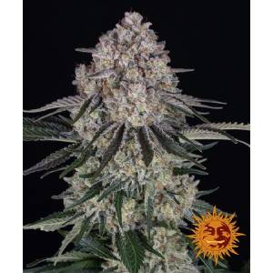Barney s Farm - Auto Sour Diesel - 3 auto