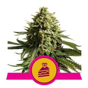 Royal Queen Seeds - Wedding Cake - 5 Fem