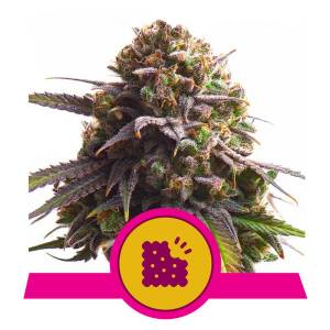 Royal Queen Seeds - Biscotti - 5 Fem